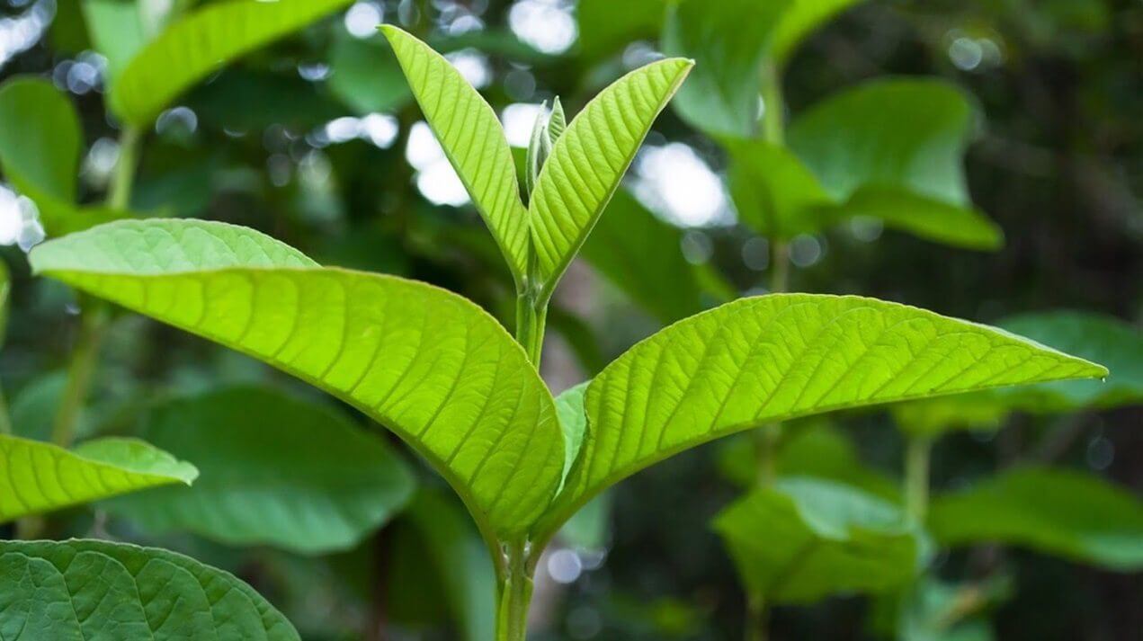 Bi Ngua Vung Kin O Tuoi 16